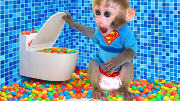 Baby Monkey Eating Candies in the Washroom – Cute & Funny Monkey Moments
